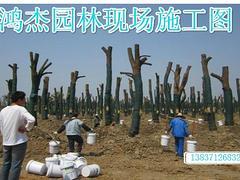 郑州价位合理的国光施它活&middot;厂家直销:国光施它活代理图片|郑州价位合理的国光施它活&middot;厂家直销:国光施它活代理产品图片由郑州市金水区鸿杰园林资材经营部公司生产提供-